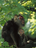Tibetan Macaque (Macaca Thibetana) Female Nursing Her Infant  Emei Mountain  Sichuan  China
