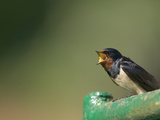 Barn Swallow (Hirundo Rustica) Fledgling Begging for Food  France