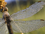 Southern Skimmer (Orthetrum Brunneum) Dragonfly Female Covered with Dew  Germany