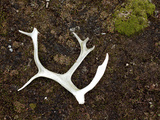 A Found Male Caribou Antler on the Edgeoya Island