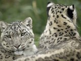 Snow Leopard (Uncia Uncia) Pair Resting Together  Endangered  Native to Asia and Russia