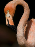 Portrait of a Greater Flamingo  Phoenicopterus Roseus