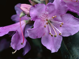 Rhododendrons  Sichuan Province  China