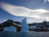 A Southern Giant Petrel in Flight over Icebergs