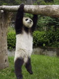 Giant Panda (Ailuropoda Melanoleuca) Young Panda Hanging from Tree