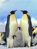 Emperor Penguin (Aptenodytes Forsteri) Parents with Chicks  Antarctica