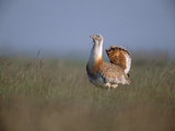 Great Bustard (Otis Tarda)  Hungary