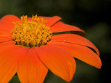 Close Up of an Orange Zinnia Flower