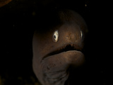 Face-To-Face with a White-Eyed Moray Eel  Siderea Thysoidea
