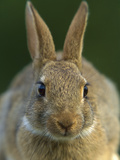 European Rabbit (Oryctolagus Cuniculus)  France  Introduced Worldwide