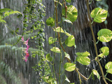 Close-Up of Vines in Tropical Rain  Indonesia