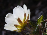 A Mountain Aven Wildflower in Bloom on Svalbard
