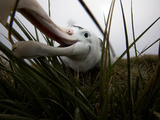 A Wandering Albatross Chick Explores a Remote Camera