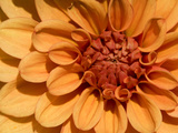 Close Up of a Dahlia Flower