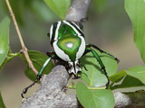 Emerald Fruit Chafer Beetle (Dicronorrhina Derbyana) on Branch Among Leaves  Zimbabwe