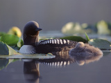 Pacific Loon (Gavia Pacifica) Parent and Chick Swimming Among Water Lilies