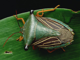 Bug (Homoptera) Resting on Leaf  Peru