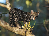 Margay (Leopardus Wiedii) Wild Kitten  Captive Orphan  Costa Rica