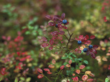 Blueberry (Vaccinium Myrtillus) Bush Fruiting  Ural Mountains  Pechora-Ilych Reserve  Russia
