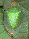 Slug Caterpillar (Setora Fletcheri) Backside View on Leaf  Paracau  French Guiana