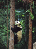 Giant Panda (Ailuropoda Melanoleuca) Endangered  Climbing a Tree