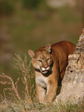 Mountain Lion or Cougar (Felis Concolor) Peering around the Corner of a Rock Edge
