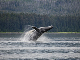 Humpback Whale (Megaptera Novaeangliae) Breaching  Inside Passage  Alaska