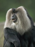 Lion-Tailed Macaque (Macaca Silenus) Male  Endangered Native to India