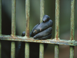 Bonobo or Pygmy Chimpanzee (Pan Paniscus) Close-Up of Captive Animal's Hand Gripping Bars