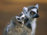 Ring-Tailed Lemur (Lemur Catta) Mother with Young on Back  Vulnerable  Madagascar
