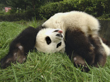 Giant Panda (Ailuropoda Melanoleuca) Rolling in Green Grass  Wolong Nature Reserve  China