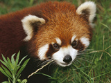 Lesser or Red Panda (Ailurus Fulgens)  Chengdu Panda Research Institute  China