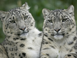 Snow Leopard (Uncia Uncia) Pair Sitting Together  Endangered  Native to Asia and Russia