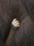 Orangutan (Pongo Pygmaeus) Close-Up of an Infant's Hand Holding Tightly to its Mother