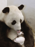 Giant Panda (Ailuropoda Melanoleuca) with Cub  Wolong Nature Reserve  China