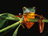 Splendid Leaf Frog (Agalychnis Calcarifer) Climbing on Plant Stem  Ecuador
