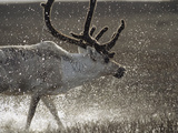 Reindeer (Rangifer Tarandus) of Male  Splashing in Water  Taymyr  Siberia