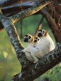 Sifaka (Propithecus Sp) Family Resting in Tree  Threatened  Berenty Reserve  Madagascar