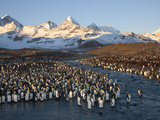 Molting Adult King Penguins on Saint Andrews