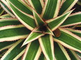 Red Pineapple Bromeliad (Ananas Comosus Varig) Top View  Trinidad  Caribbean