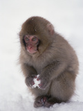 Japanese Macaque or Snow Monkey (Macaca Fuscata) Baby Playing with Snowball  Japan