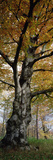 Tree in the Black Forest  Germany
