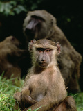 Young Olive Baboon or Anubis Baboon (Papio Anubis)