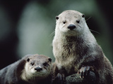 River Otter (Lutra Canadensis) Pair  North America