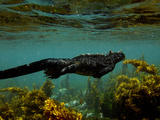 Marine Iguana (Amblyrhynchus Cristatus) Swimming  Fernandina Island  Galapagos Islands