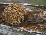 Short-Beaked Echidna (Tachyglossus Aculeatus)  Spiny Anteater  Foraging