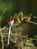 Madagascar Paradise Flycatcher (Terpsiphone Mutata) Male Rufous Morph Feeding Fledglings