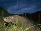 Komodo Dragon (Varanus Komodoensis) at Dusk