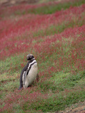 Magellanic Penguin (Spheniscus Magellanicus) Standing Among Flowers  West Falkland Islands