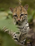 Ocelot (Felis Pardalis) Sitting Among Plants  Amazon Rainforest  Ecuador